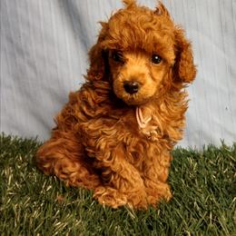 Claudette - Red  female Poodle puppy in Blanch, North Carolina from Faithful Hearts Kennel