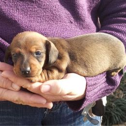 Dachshunds from Minidatsun