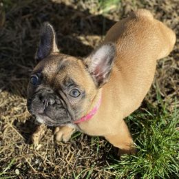 French Bulldogs from Kickz Frenchies