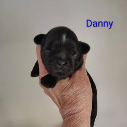 Danny - Watson - Red male Shih Tzu puppy in Palmyra, New York from Karen's Tzus of Palmyra-Macedon