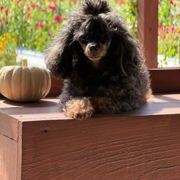 Queen Charlotte 3 pounds - Phantom female Poodle puppy in Tampa, Florida from The Sweet Life of a Toy Poodle