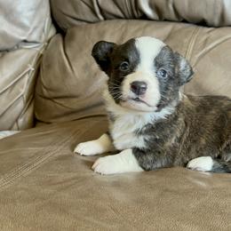 Brindle boy - Brindle and white male Cardigan Welsh Corgi puppy in Clinton, Tennessee from High Hopes Farm