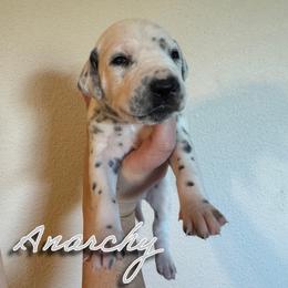 Anarchy - White and black female Dalmatian puppy in Mount Vernon, Missouri from Spots & Spirals