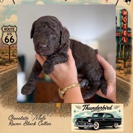 Thunderbird - Chocolate male Goldendoodle puppy in Garland, Texas from Twilight Doodles