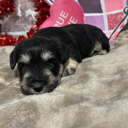 Stella - Black and silver female Miniature Schnauzer puppy in Lufkin, Texas from C&K’s Schnauzer House