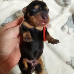 Red collar - Black and tan male Dachshund puppy in Apache Junction, Arizona from Shaw Dachshunds