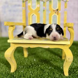 Penelope - Piebald female Dachshund puppy in Westport, Kentucky from Lonestar Creek Farm