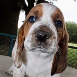 Kaw Liga  Blue - Red and white male Basset Hound puppy in Jacksboro, Texas from Basset Hounds of Jacksboro, Tx