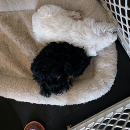 Miniature Schnauzer Puppies from Freeman's mini Schnauzers