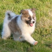 Icelandic Sheepdog Puppies from Glacier Point Icelandics