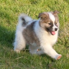 Icelandic Sheepdog Puppies from Glacier Point Icelandics