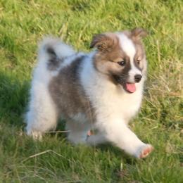 Icelandic Sheepdog Puppies from Glacier Point Icelandics