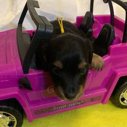 ASHA AKC REGISTERED FEMALE - Black and tan female Dachshund puppy in Elizabethtown, Kentucky from Teeny Tiny Puppy Tails