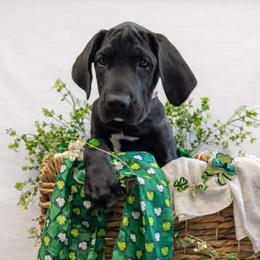 Eve - Black female Great Dane puppy in Brooksville, Florida from Follow My Lead Great Danes