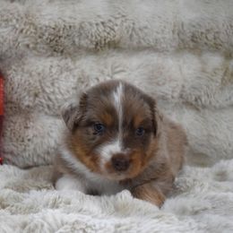 Big Red - Red merle male Australian Shepherd puppy in Wichita Falls, Texas from Spotted Mule Aussies