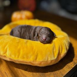 Casper - Chocolate male Goldendoodle puppy in Miami, Florida from Milk Drunk Doodles And Poodles