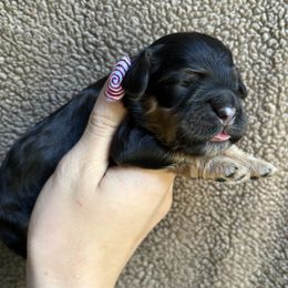 Nell - Black and tan female Cockapoo puppy in Indiana from muddy boots cocker spaniels and cockapoos