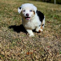 Donner - Blue merle female Australian Shepherd puppy in Blairsville, Georgia from Georgia Peach Aussies