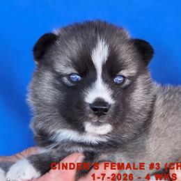 CINDER'S FEMALE 3 - Gray and white female Siberian Husky puppy in Manilla, Iowa from Bruck's Siberian Huskies