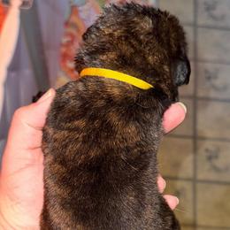 Newborn - Brindle female Mastiff puppy in Carthage, Missouri from Mama’s Mastiffs