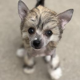 Goldie- Hairy Hairless Girl - Slate female Chinese Crested puppy in Tomball, Texas from Gracieux Chinese Cresteds