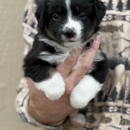 Doritos - Black tri male Miniature Australian Shepherd puppy in Riverton, Utah from Iron Spirit Homestead & Aussies