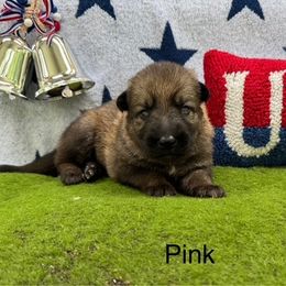 German Shepherd Puppies from LORI Zanin