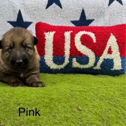 German Shepherd Puppies from LORI Zanin
