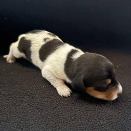 Puppy 5 - Black and tan male Dachshund puppy in Riverside, California from Saddle Up Dachshunds