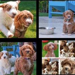 Goldendoodle puppies from BFF Goldendoodles