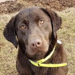 Golden Retrievers and Labrador Retrievers from Keller's Retrievers