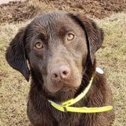 Golden Retrievers and Labrador Retrievers from Keller's Retrievers