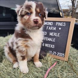 Coral - Red merle female Australian Shepherd puppy in Camp Verde, Arizona from Diamond Pines Farm