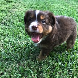Toy Australian Shepherd Puppies from BearKat Toy Aussies