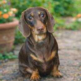 Peanut - Dachshund