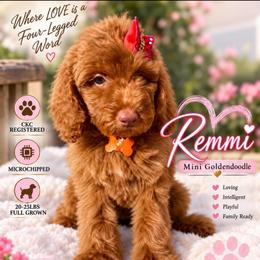 Remmi - Apricot female Goldendoodle puppy in Spring Lake, North Carolina from Pawriffic Pups