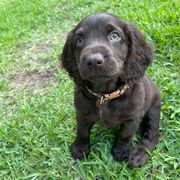 Arcanine - Liver male Boykin Spaniel puppy in Goose Creek, South Carolina from Camelot Creek Kennels