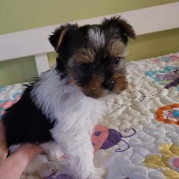 Yorkshire Terrier Puppies from Paw-Perfect Palace