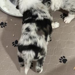 Border Collie Puppies from Roaring River Border Collies