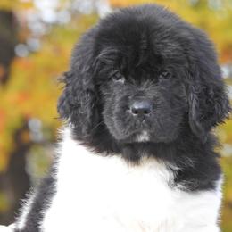 Newfoundland Puppies from Newfforu