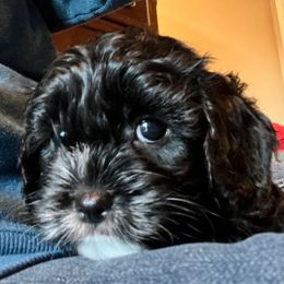 Midnight F1 - Black and white female Cavapoo puppy in Garland, Kansas from 3W Ranch