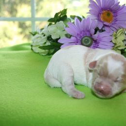 Australian Labradoodle Puppies from Windsor Creek Labradoodles