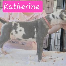 Katherine - Blue and white female Great Dane puppy in Longview, Texas from Lazy A Danes