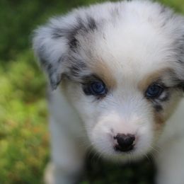 Miniature Australian Shepherd Puppies from Mountain Springs’ Aussies