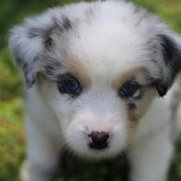 Miniature Australian Shepherd Puppies from Mountain Springs’ Aussies