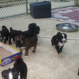 Tibetan Terrier Puppies from Arkeden Tibetan Terriers