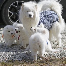 Samoyed Puppies from The Office Pups