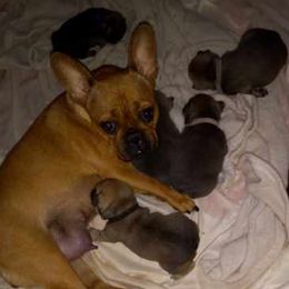 French Bulldog Puppies from Gisclair Farm