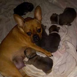 French Bulldog Puppies from Gisclair Farm