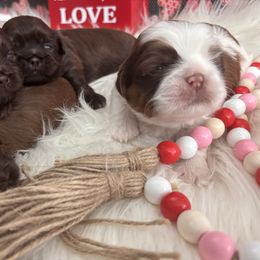 Shih Tzu Puppies from Riley Family Shih Tzus